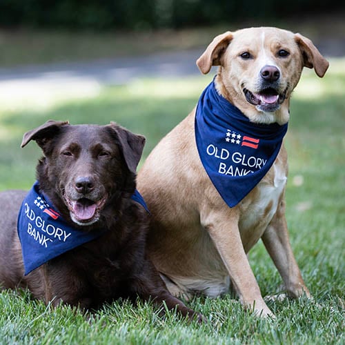 Dogs in bandanas